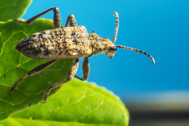 Крупным планом жука с антеннами на листе