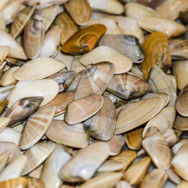 Close-up of bunch of fresh clams