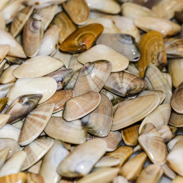 Крупным планом кучу свежих моллюсков
