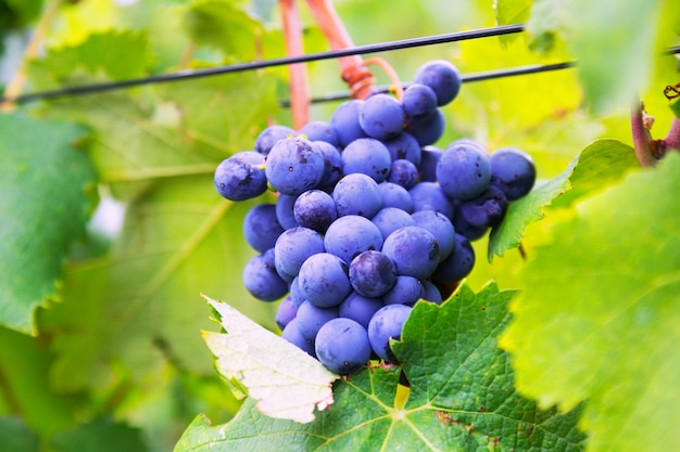 Крупный план гроздь винограда
