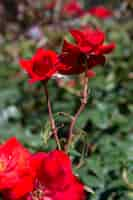 Free photo close-up bunch of pretty red roses outdoor