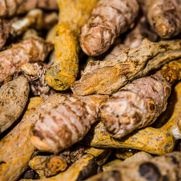 Close-up of a bunch of roots