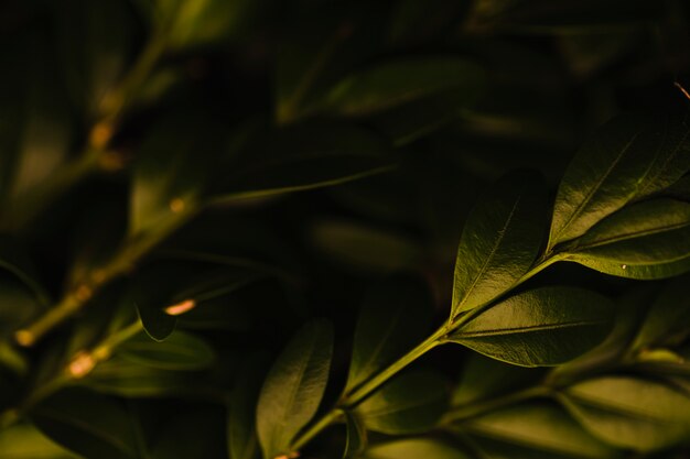 Close-up bunch of sprigs