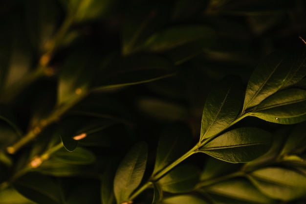 Close-up bunch of sprigs