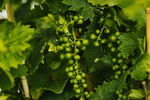Close up bunch of young grapes