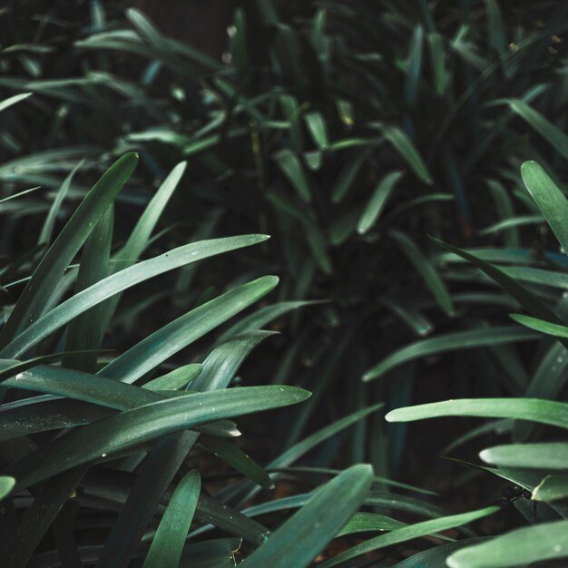 Close-up bush grass blades