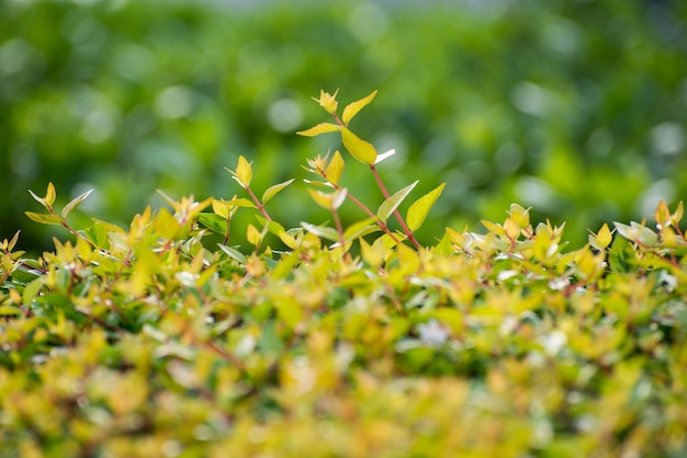 Close-up of bush sprouting