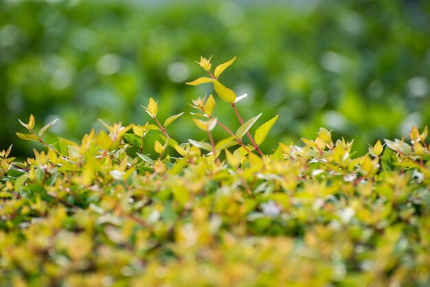 Close-up of bush sprouting