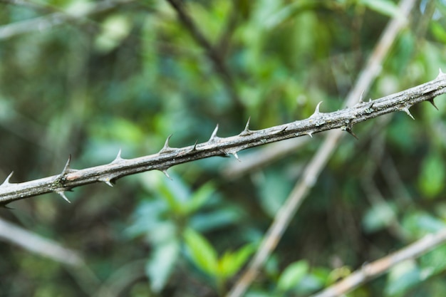 Close-up bush thorns