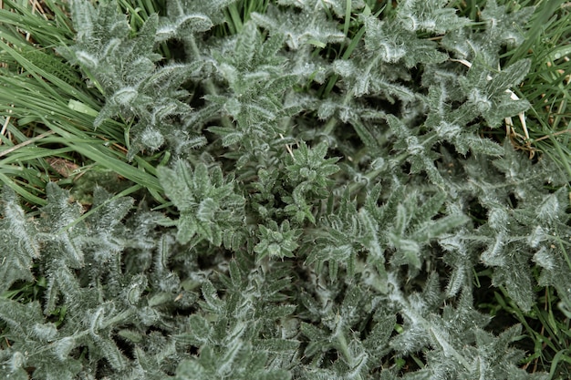 Close-up of a bush of a wild forest plant in spring.