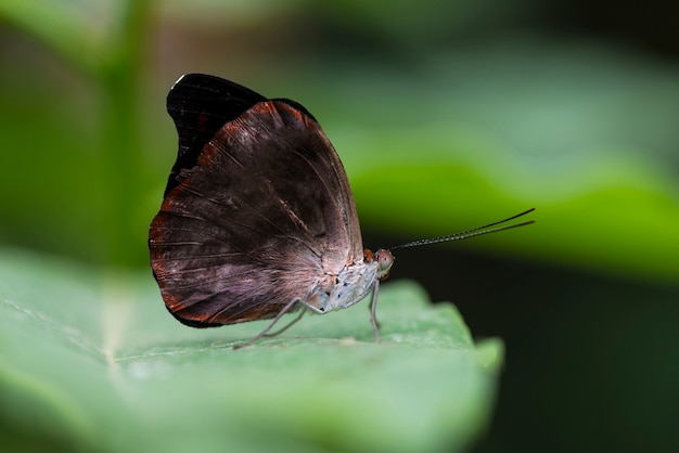 Бесплатное фото Крупным планом бабочка с размытым фоном