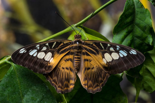 Close up butterfly with opened wings