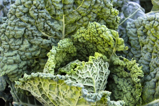 Close up cabbage