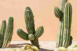 Free photo close-up of cacti field