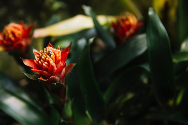 Close-up of cactus plant