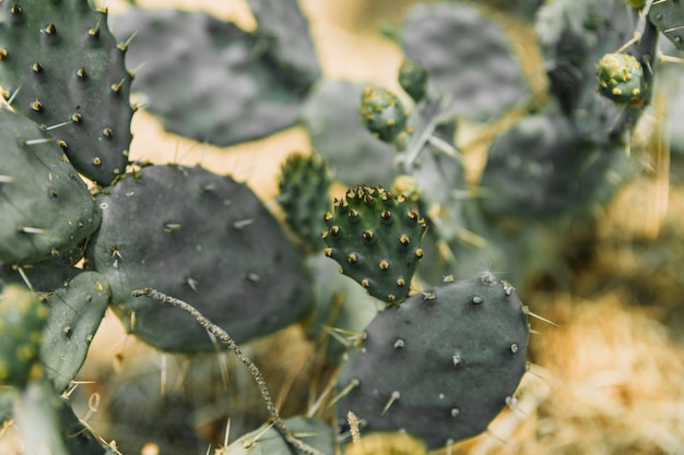 Close-up of a cactus plant