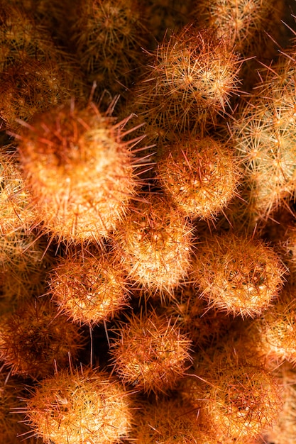 Free photo close-up of cactus plants