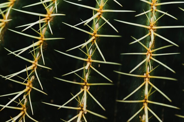 Close-up cactus thorns