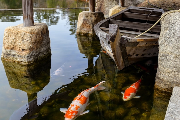 Free photo close-up of carps in the pond