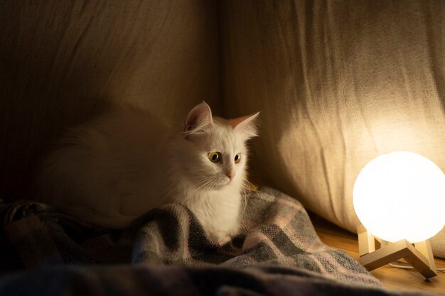 電球の近くの猫にクローズアップ