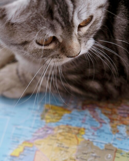 Close-up cat sitting on a map