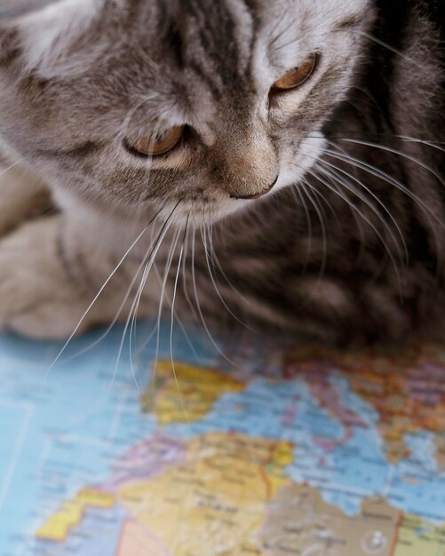 Крупный план кошка сидит на карте