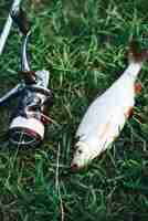 Free photo close-up of caught fish and fishing rod reel on green grass