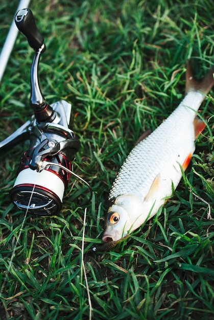 Close-up of caught fish and fishing rod reel on green grass