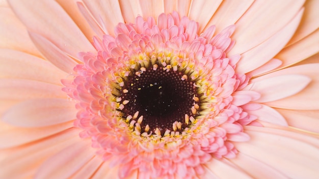 Free photo close-up center of beautiful flower