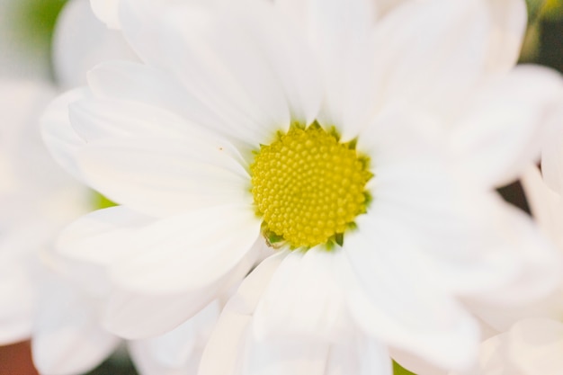 Free photo close-up chamomile head