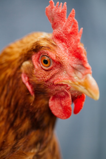 Foto gratuita pollo del primo piano nelle mani degli agricoltori