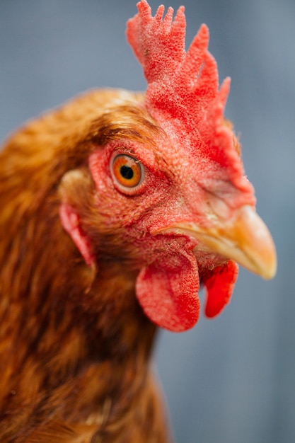 Close-up chicken in farmers hands