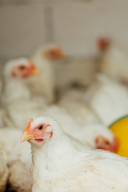 Close-up chicken in pen