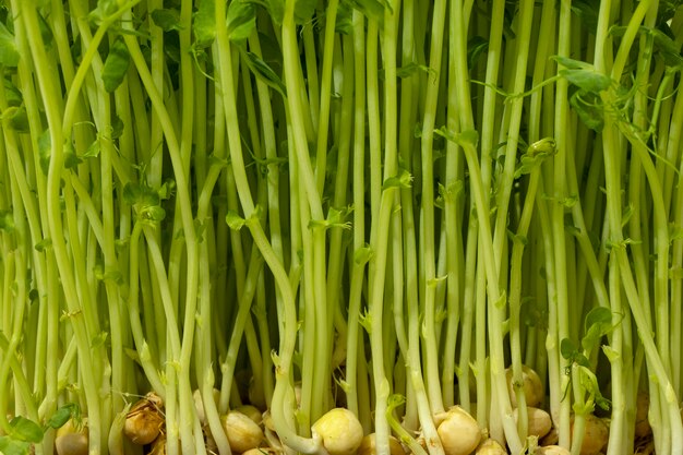 Close-up of chickpeas