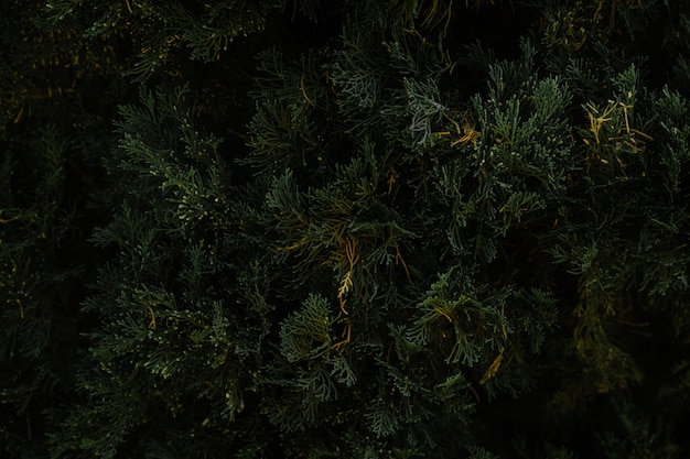 Close-up of christmas tree leaves