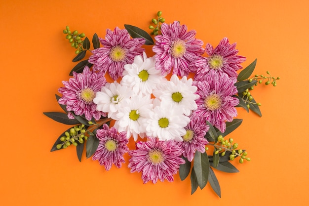 Close-up of chrysanthemum with daisy flowers on an orange background