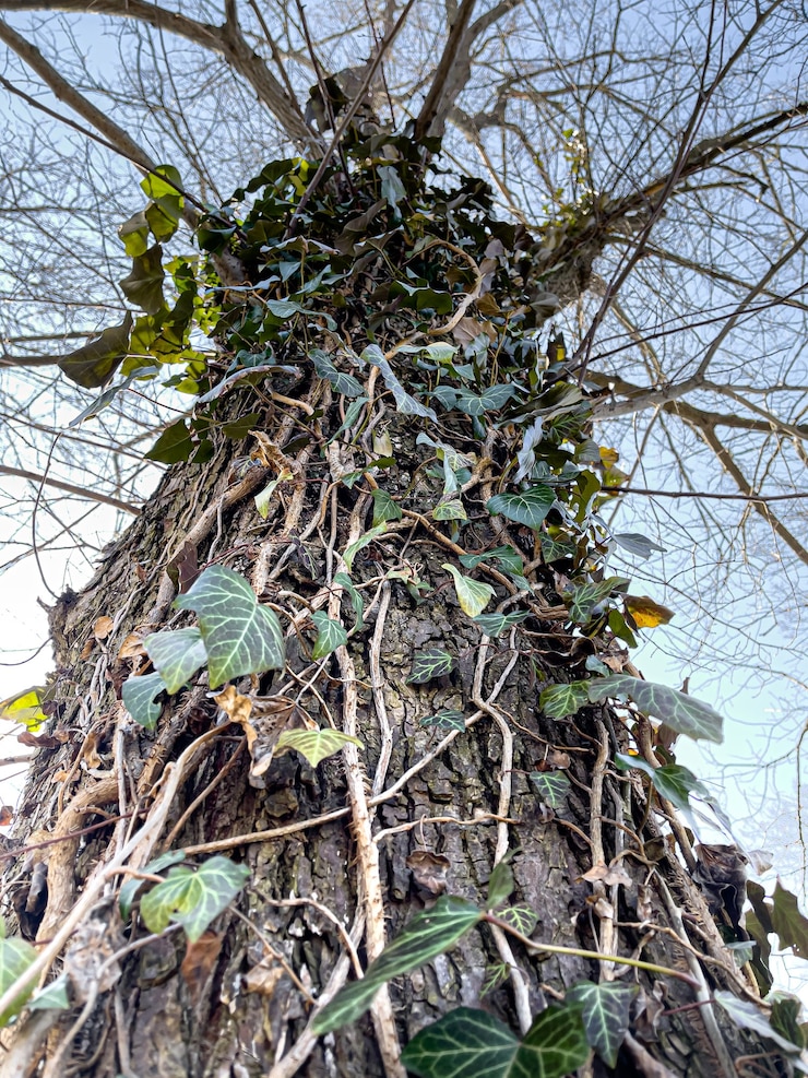 मुफ़्त फोटो close up of climbing ivy on an old tree in the park.