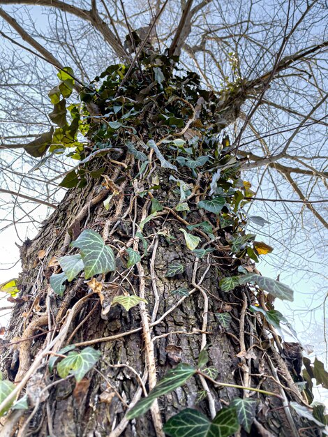 Close up of climbing ivy on an old tree in the park.