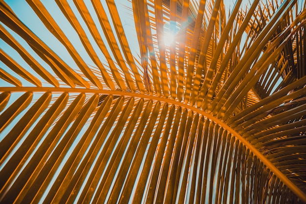 Бесплатное фото Закройте вверх по листу кокоса с предпосылкой неба