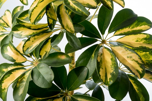 Close-up collection of green leafs concept