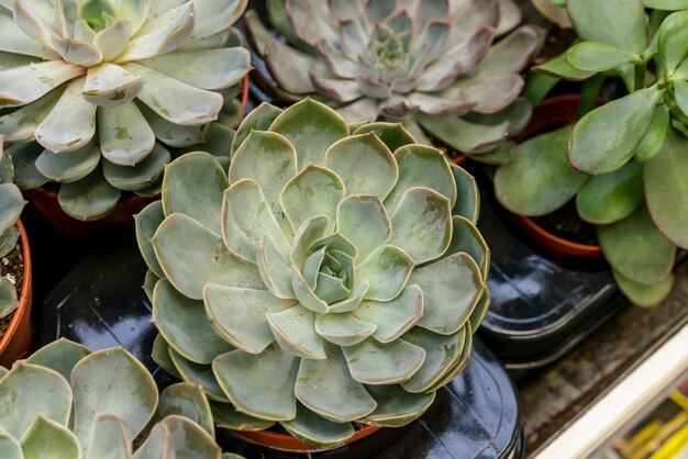 Close-up collection of house plants