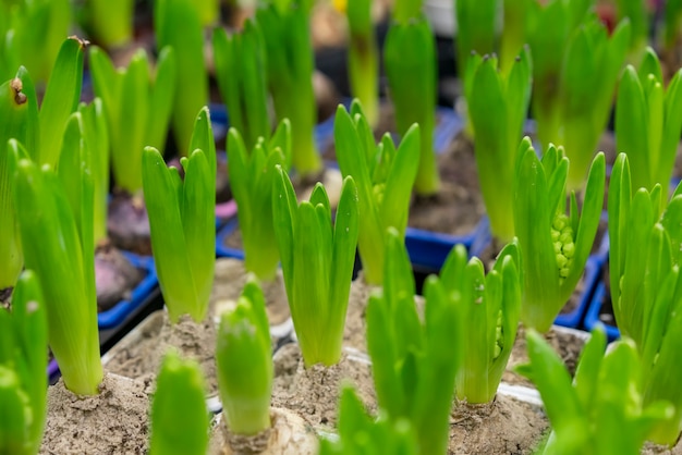 Free photo close-up collection of house plants