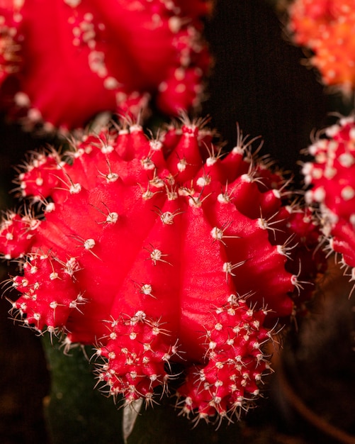 着色されたサボテン植物のクローズアップ