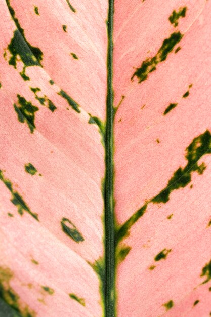 着色された植物の葉のクローズアップ
