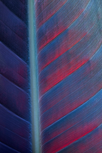 Free photo close-up of colored plant leaf