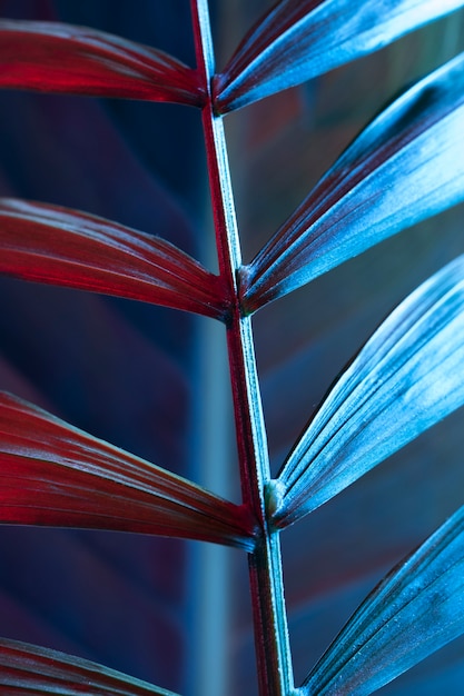 Close-up of colored plant leaf