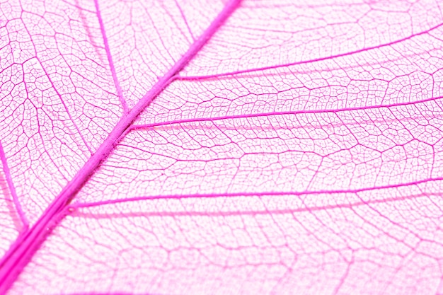 Close-up of colored plant leaf