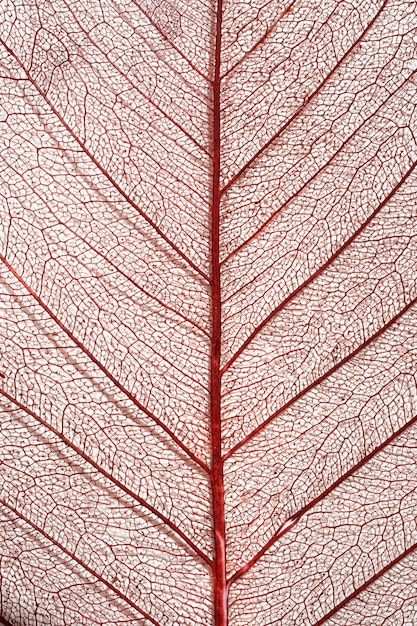 Close-up of colored plant leaf