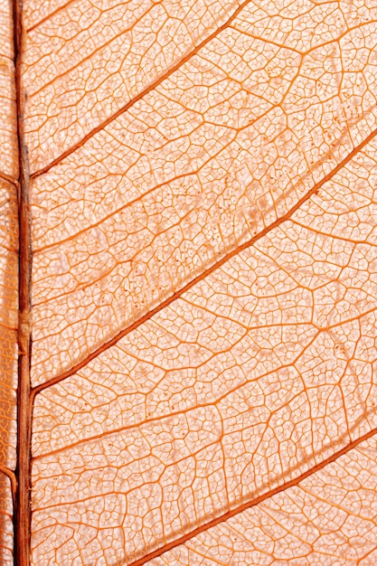 Close-up of colored plant leaf