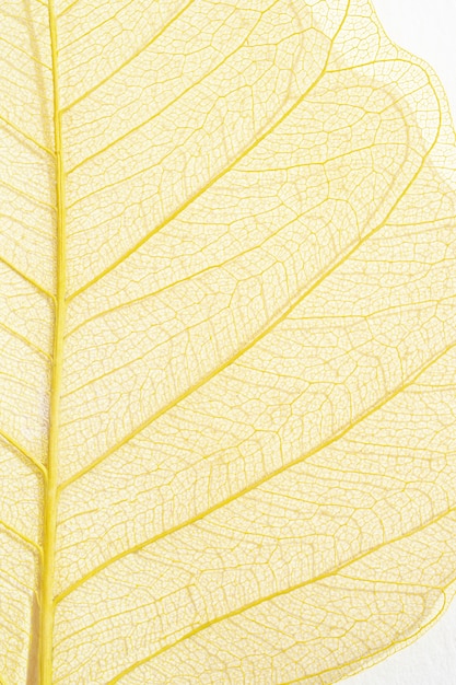 Close-up of colored plant leaf